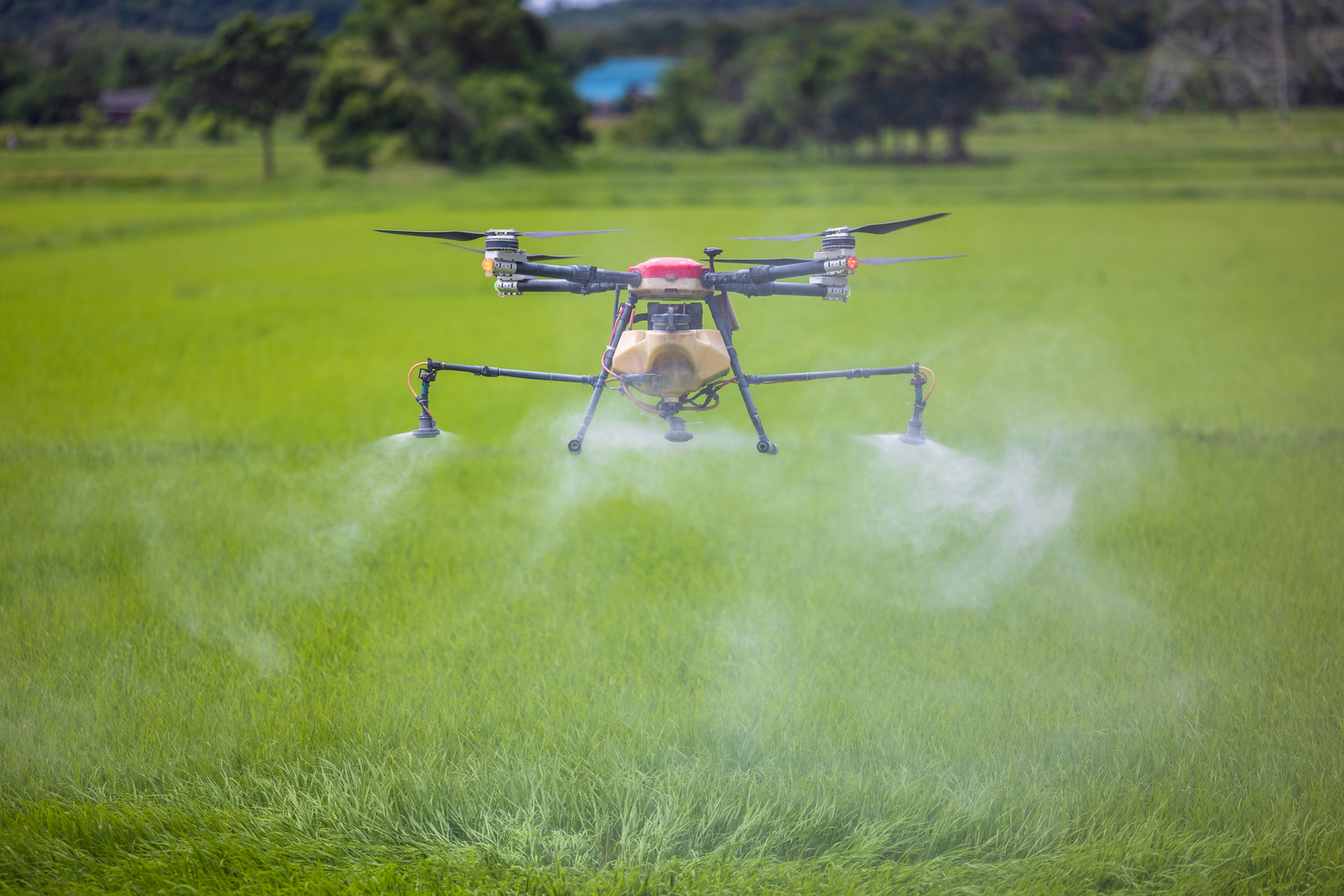 Agriculture Drones Glide above Rice Fields Spraying Fertilizer.