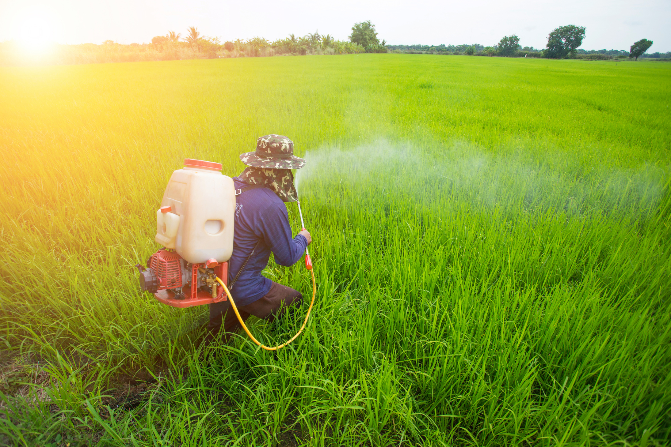 Farmer Spraying an Insecticide in a Field