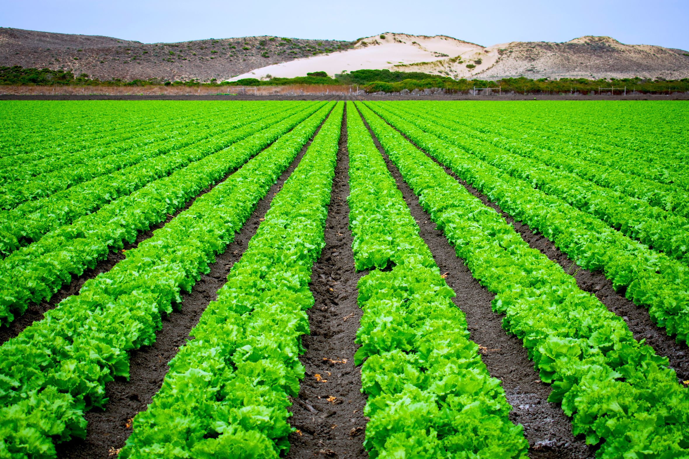  Lettuce Planted in an Agricultural Field